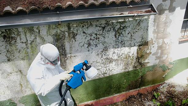 Top rated local Mold Remediation specialists in Denton, TX
